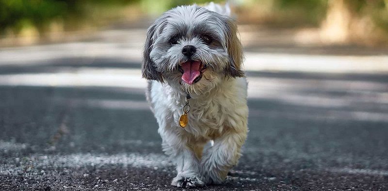 Тибетская порода собак ши-тцу