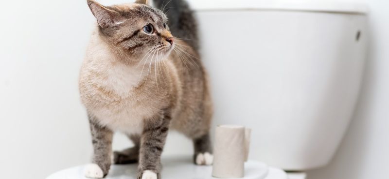 Как приучить кошку к унитазу