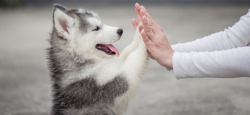Как правильно воспитывать щенка? Как правильно воспитывать щенка?