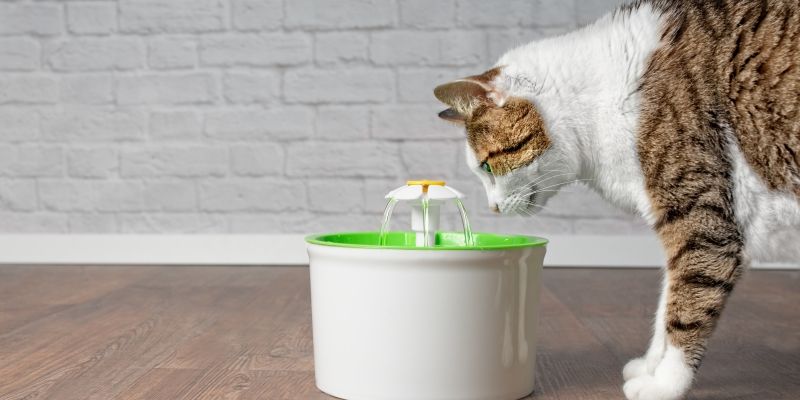 Популярные гаджеты для кошки