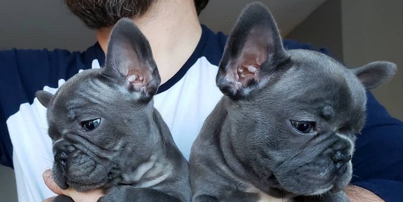 Французский бульдог – порода собак