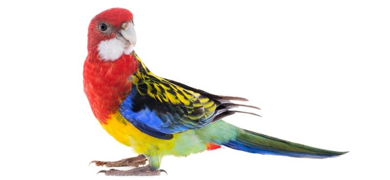 Какого попугая завести?