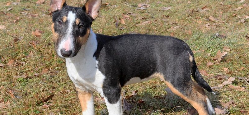 Бультерьер - порода собак Бультерьер - порода собак