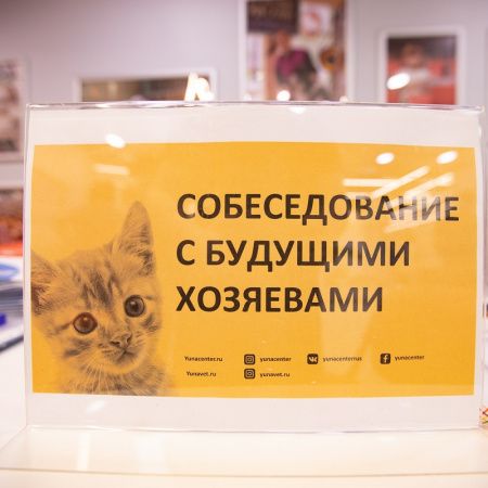 Делимся фотоотчетом с Выставки-пристройства кошек!