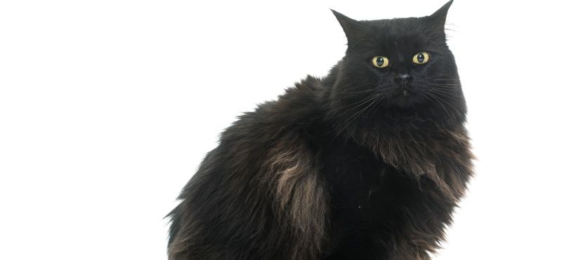 Самые знаменитые кошки мирового кинематографа Самые знаменитые кошки мирового кинематографа