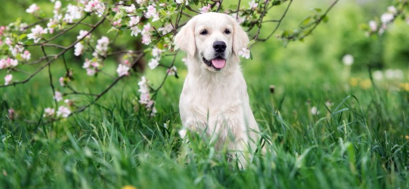 Легкий путь к здоровым суставам вашего питомца