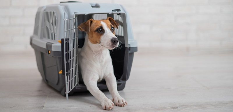 Как выбрать сумку-переноску для собаки?