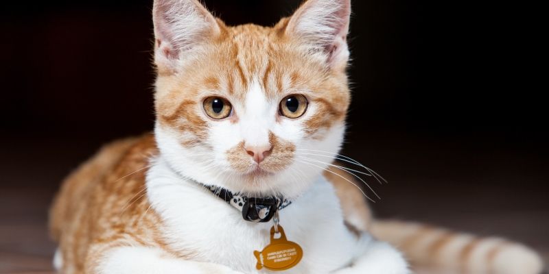 Популярные гаджеты для кошки