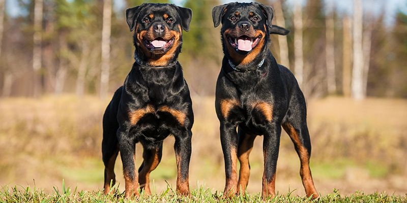 Ротвейлер - порода собак