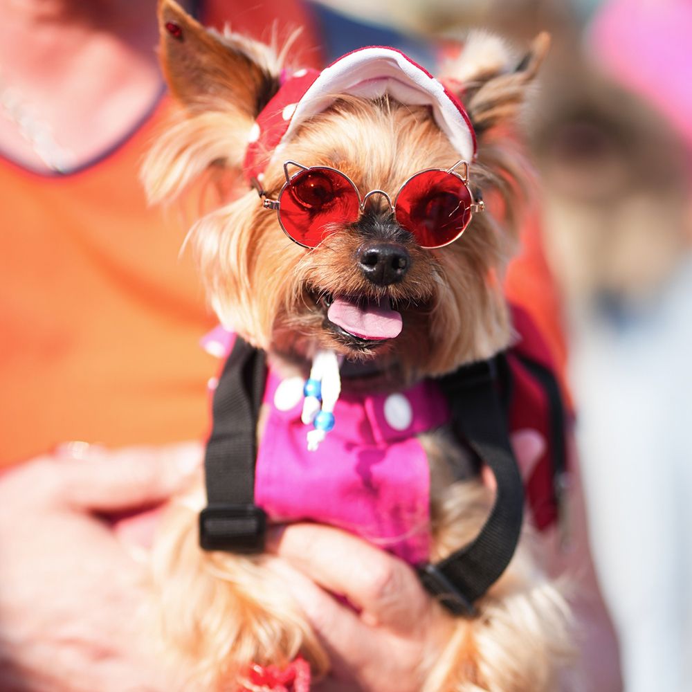 Итоги Четыре Лапы Феста – главного события года