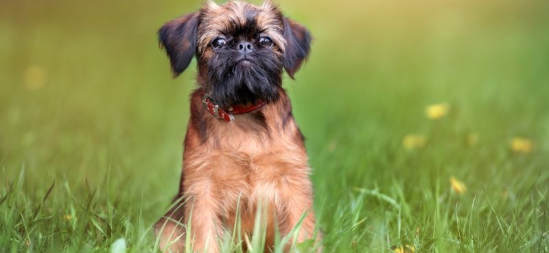 Брюссельский гриффон - порода собак