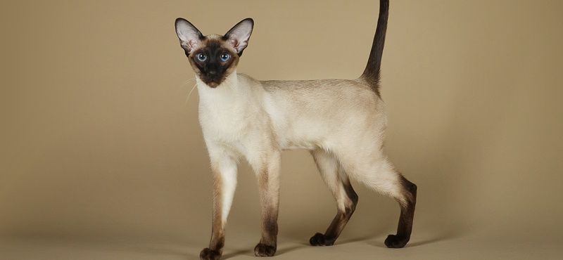 Сиамская кошка: характер, описание породы, содержание