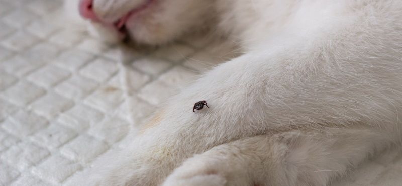 Обнаружили на своем питомце клеща?