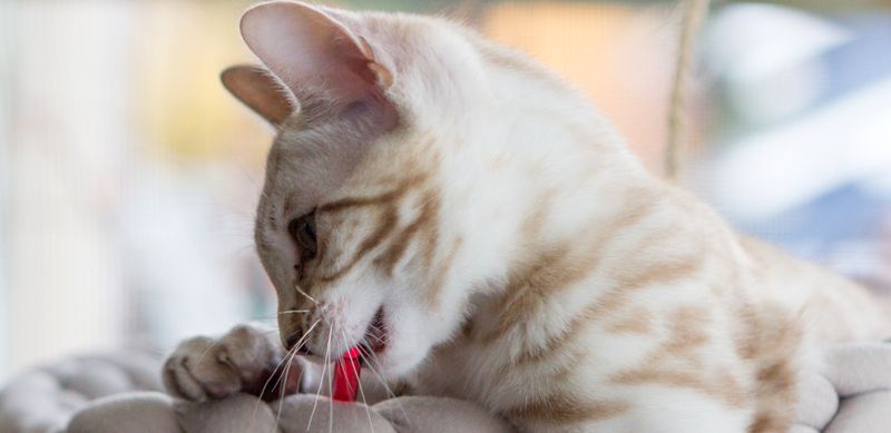 Бенгальская порода кошек Бенгальская порода кошек