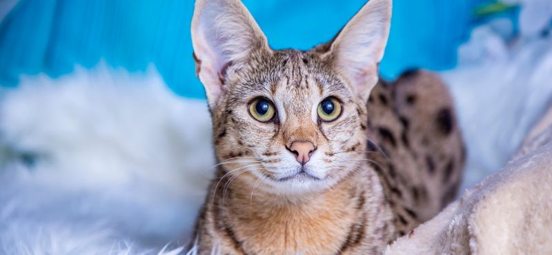 Саванна: описание породы, характер, как ухаживать