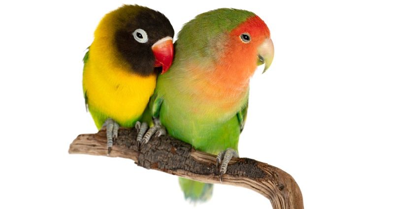 Түрмедегі аға мен әпкенің секс видеосы