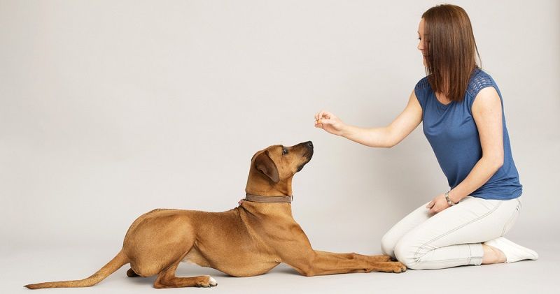 Собака одна дома: позаботьтесь о питомце