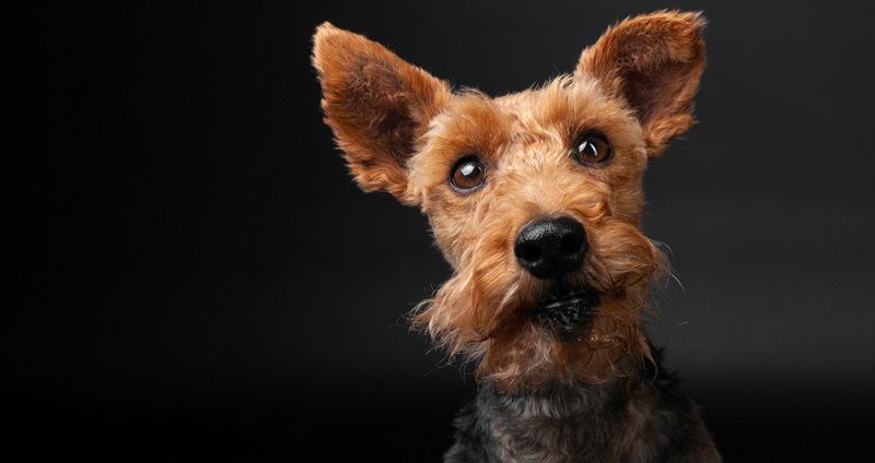 Вельштерьер и эрдельтерьер - отличия пород Вельштерьер и эрдельтерьер - отличия пород