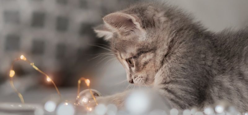 Празднуем Новый год вместе с питомцем