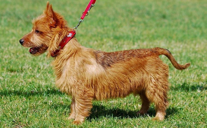 Австралийский терьер - порода собак