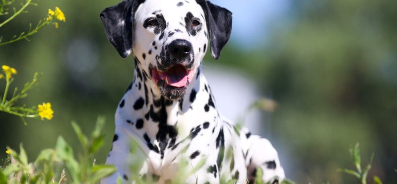 Далматин - порода собак