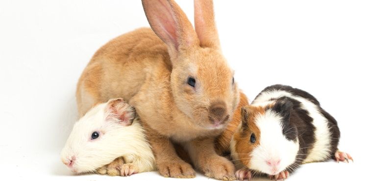 Какого грызуна завести дома