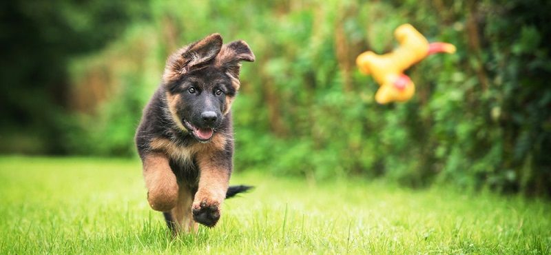 Завели щенка? Подборка необходимых товаров для нового члена семьи!