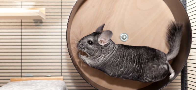 Шиншилла в домашних условиях: содержание, уход, чем кормить