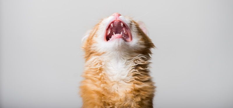 Как приучить кошку быть одной дома Как приучить кошку быть одной дома