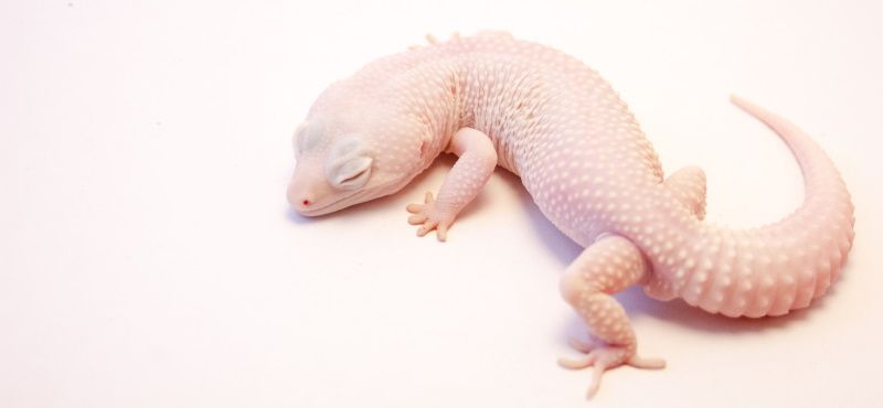 Эублефар: уход и содержание в домашних условиях