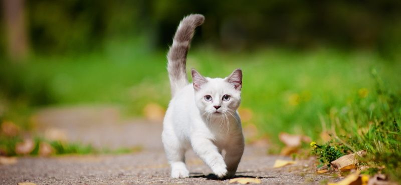 Манчкин: особенности породы, уход, содержание