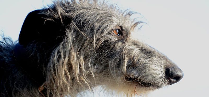 Дирхаунд – порода собак