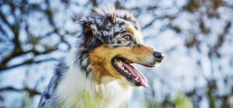 Аусси - австралийская овчарка