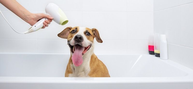 Шампунь для собак: какой купить и как мыть