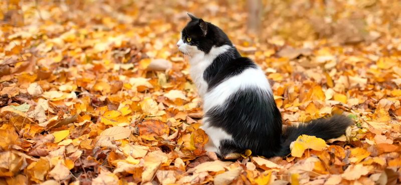 Пробиотики для кошек