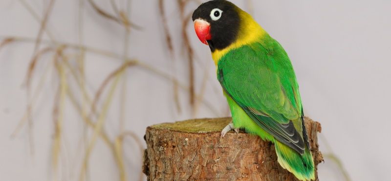 Неразлучник Неразлучник