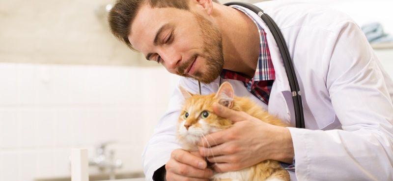 Как выбрать препараты от глистов для кошек?
