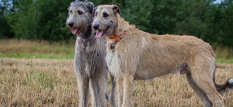 Ирландский волкодав – порода собаки Ирландский волкодав – порода собаки