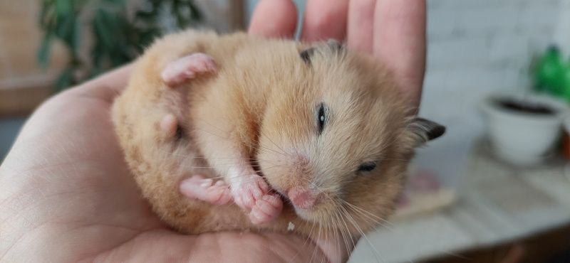 Как выбрать корм для хомяка