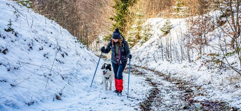 Как отучить собаку подбирать еду на улице