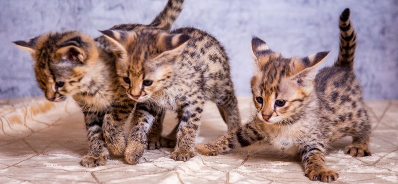 Саванна: описание породы, характер, как ухаживать