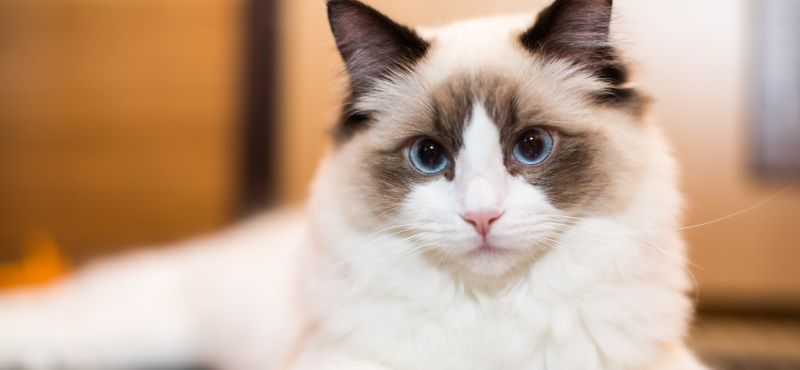 Лучшие породы кошек для детей