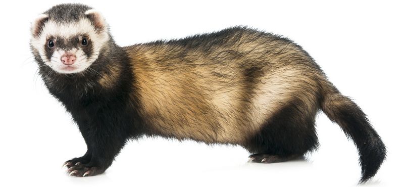 Хорьки: особенности содержания и уход