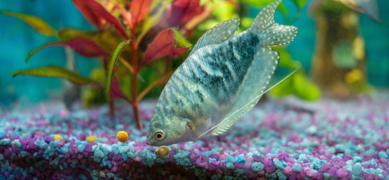 Как правильно подобрать аквариумный грунт