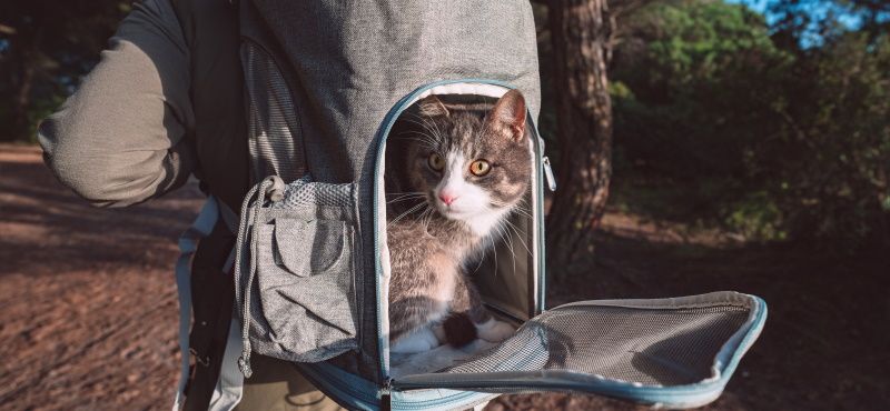 Выбираем рюкзак-переноску Выбираем рюкзак-переноску