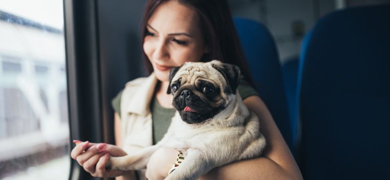 Путешествие с собакой в поезде: о чем важно знать