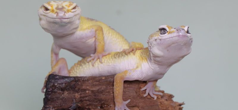 Эублефар: уход и содержание в домашних условиях