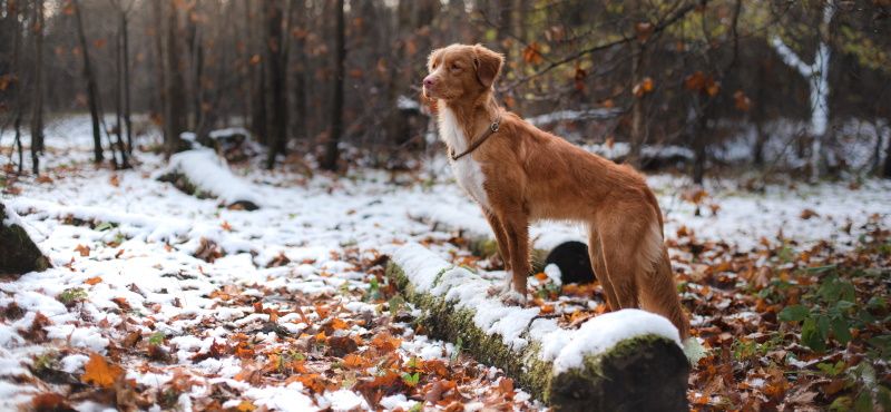 Как гулять с собакой в слякоть и гололед