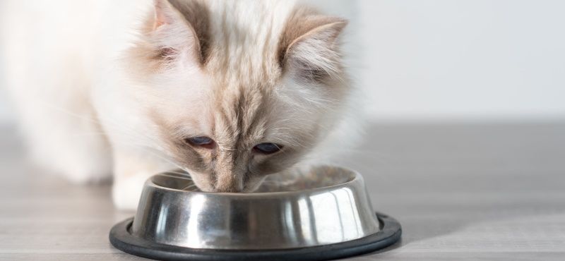 Unica Natura: сухой корм для кошек