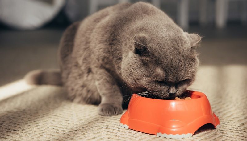 Чем кормить кастрированного кота?